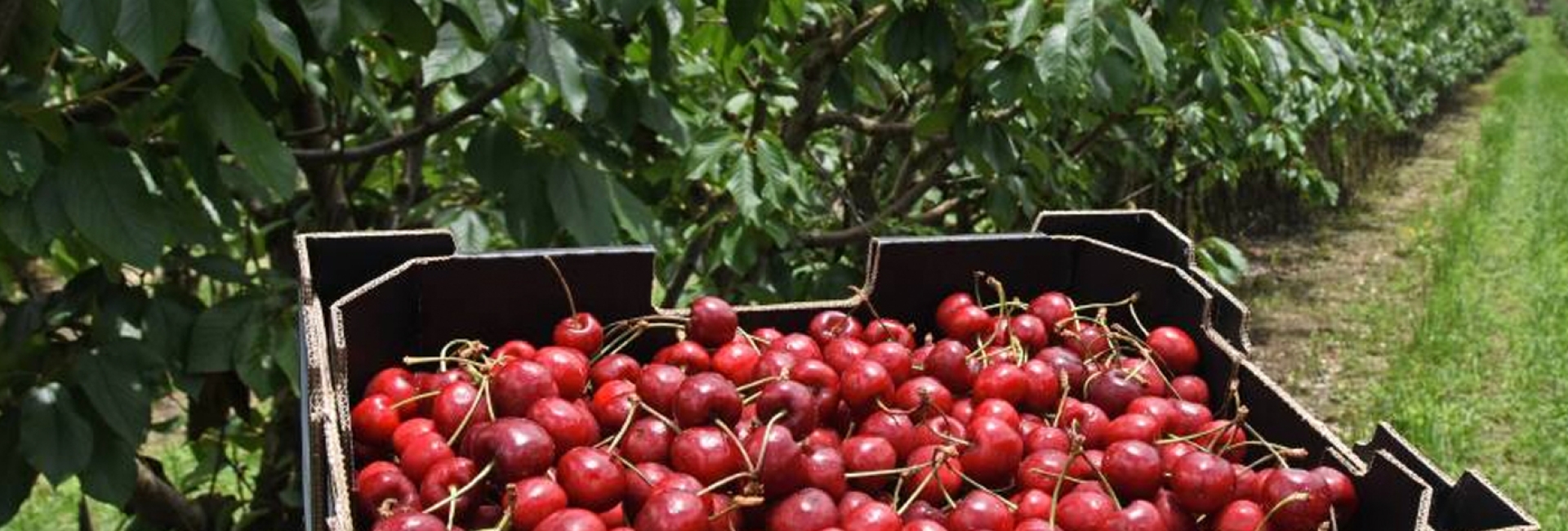 Experience the Best of the Granite Belt: Seasonal Delights and Farm Tours