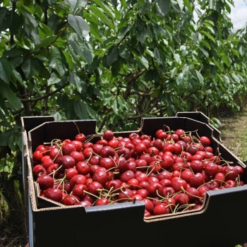 Experience the Best of the Granite Belt: Seasonal Delights and Farm Tours